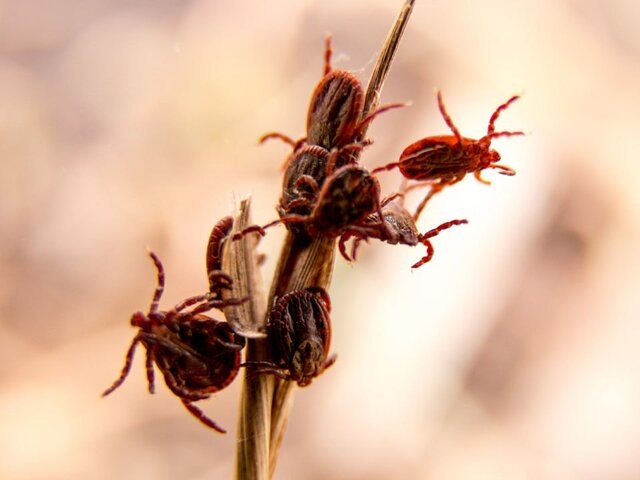    Фото: depositphotos/burdun