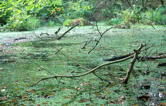 Без ручейков.