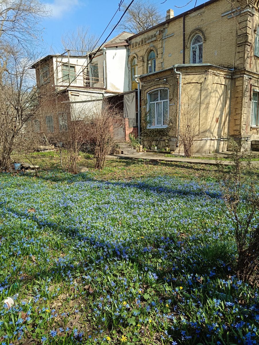 Первые цветы. Фото автора канала "Пишу, как живу".