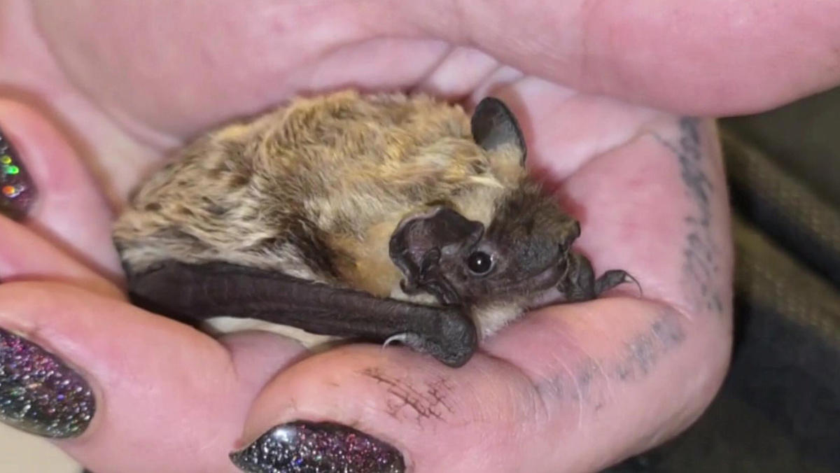    летучая мышь в городе