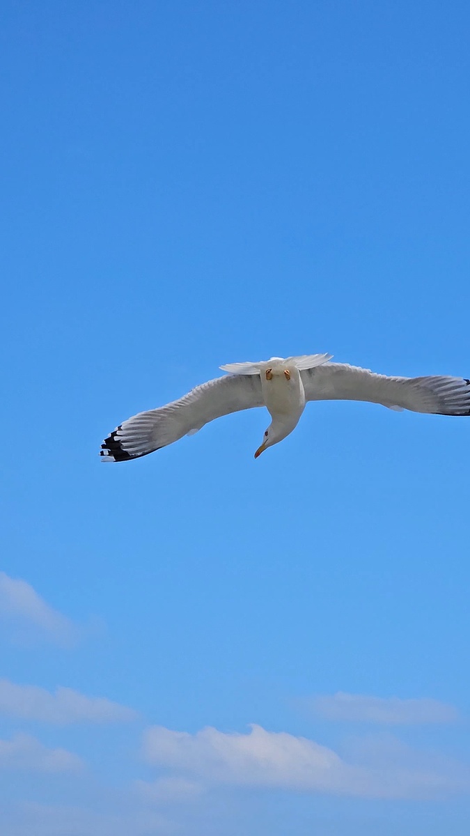 Чайка застыла в потоке ветра