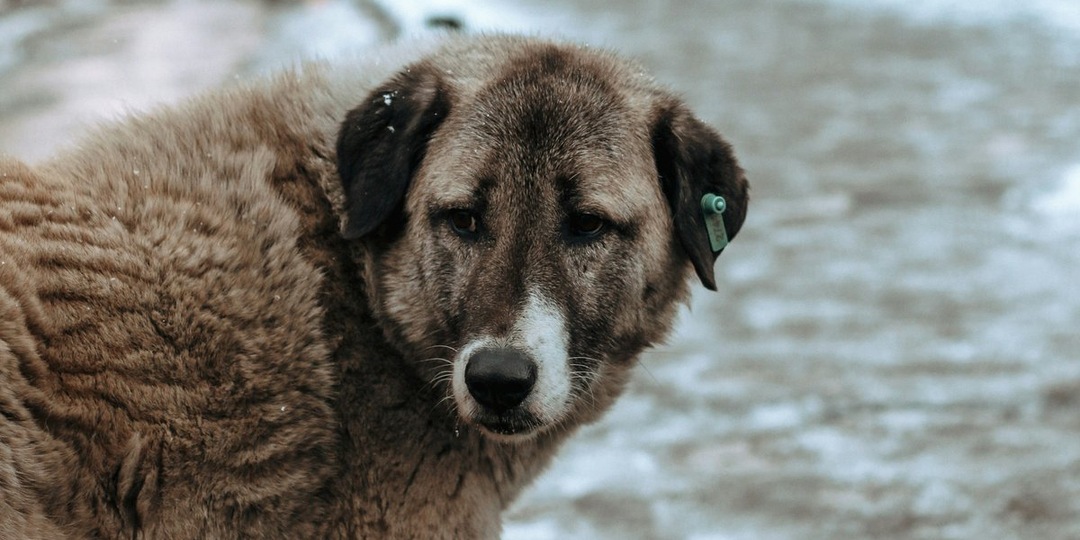 Защищая людей и животных: суд обязал построить приют в Зырянке