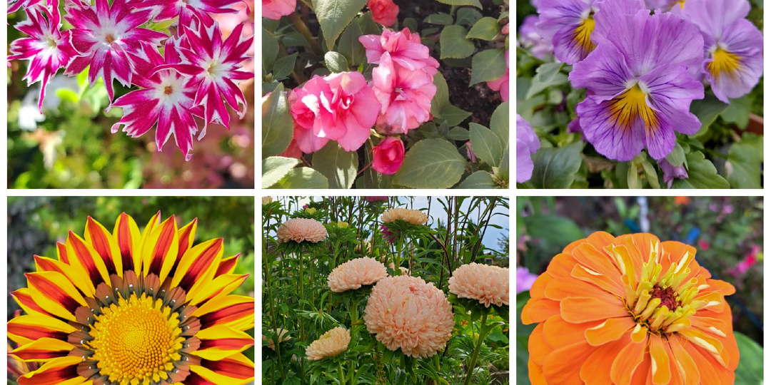 Садовые цветы из семян. Что сажаем в 2026 году.