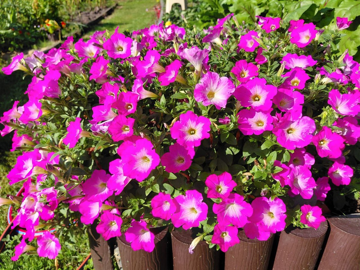 Петуния Опера розовая