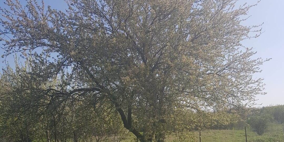 Любила и люблю, стихи