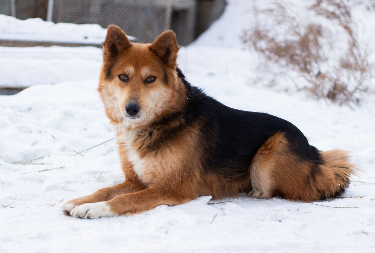 Это Клеопатра или Клео, ей пимерно 2 года, рост около 45 см в холке, стерилолованна, привита. Очень ждет ответственных, любящих хозяев. Возможна организация доставки в другие регионы страны
