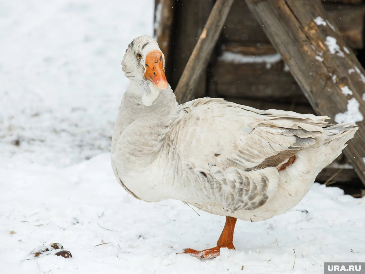     Сотрудники ТЦК взломали гусятник и унесли птицу