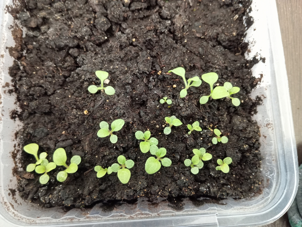 Моя рассада петунии через 2 недели после посева