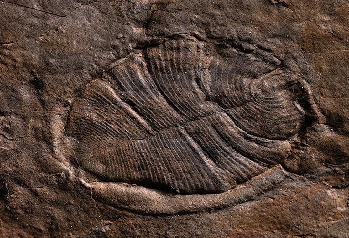 Самые древние сложно устроенные многоклеточные животные (дикинсонии и чуариоморфиды) планеты, найденные на Среднем Урале. Источник: Антон Колесников / Из личного архива