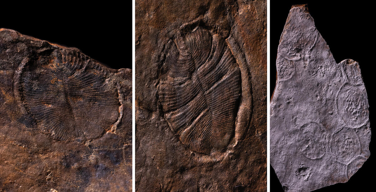 Самые древние сложно устроенные многоклеточные животные (дикинсонии и чуариоморфиды) планеты, найденные на Среднем Урале. Источник: Антон Колесников / Из личного архива