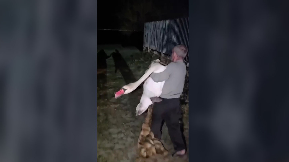    лебедь сам пришелhttps://t.me/rstv01