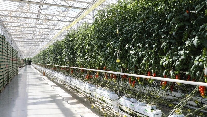      Фото: Дмитрий Ахмадуллин / / ИА «Победа26»