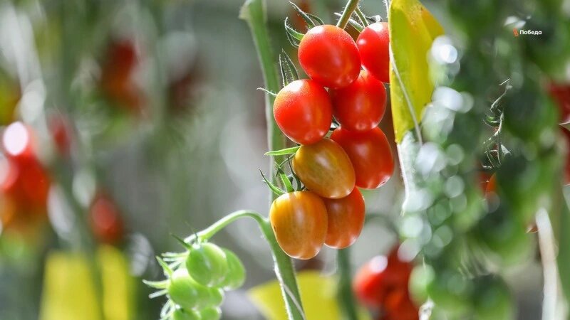    Ставрополье вошло в топ-5 регионов по производству тепличных овощей Фото: Дмитрий Ахмадуллин / / ИА «Победа26»