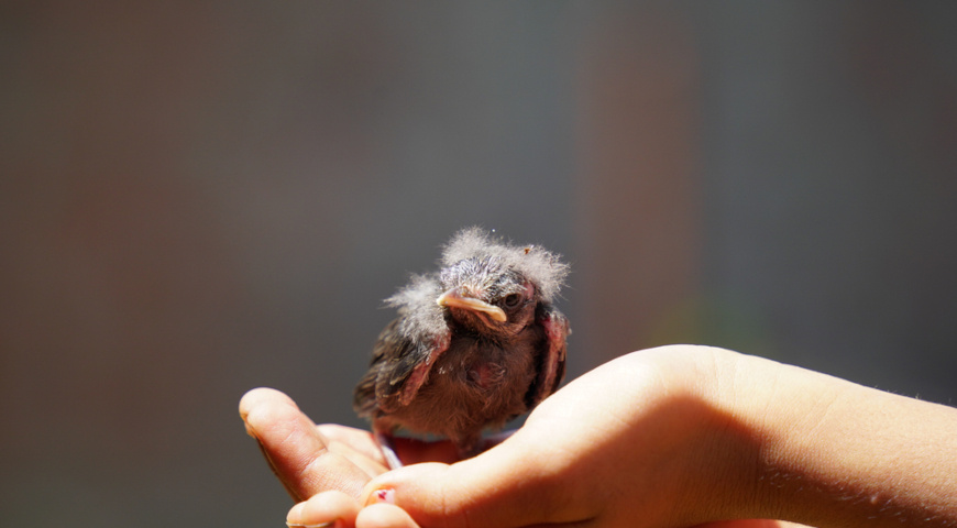 Что делать, если вы нашли упавшую птицу