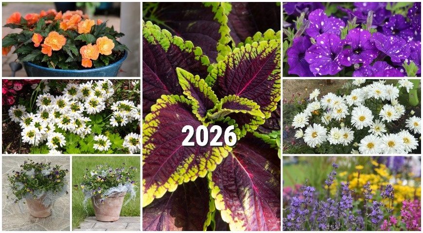 Новинки семян цветов на весну 2026