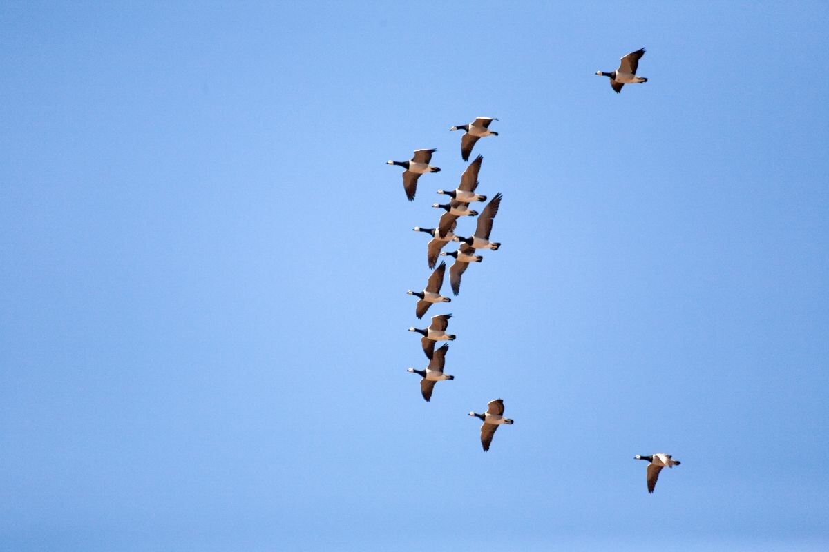    Ученые рассказали, как природа Карелии встречает раннюю весну© КарНЦ РАН