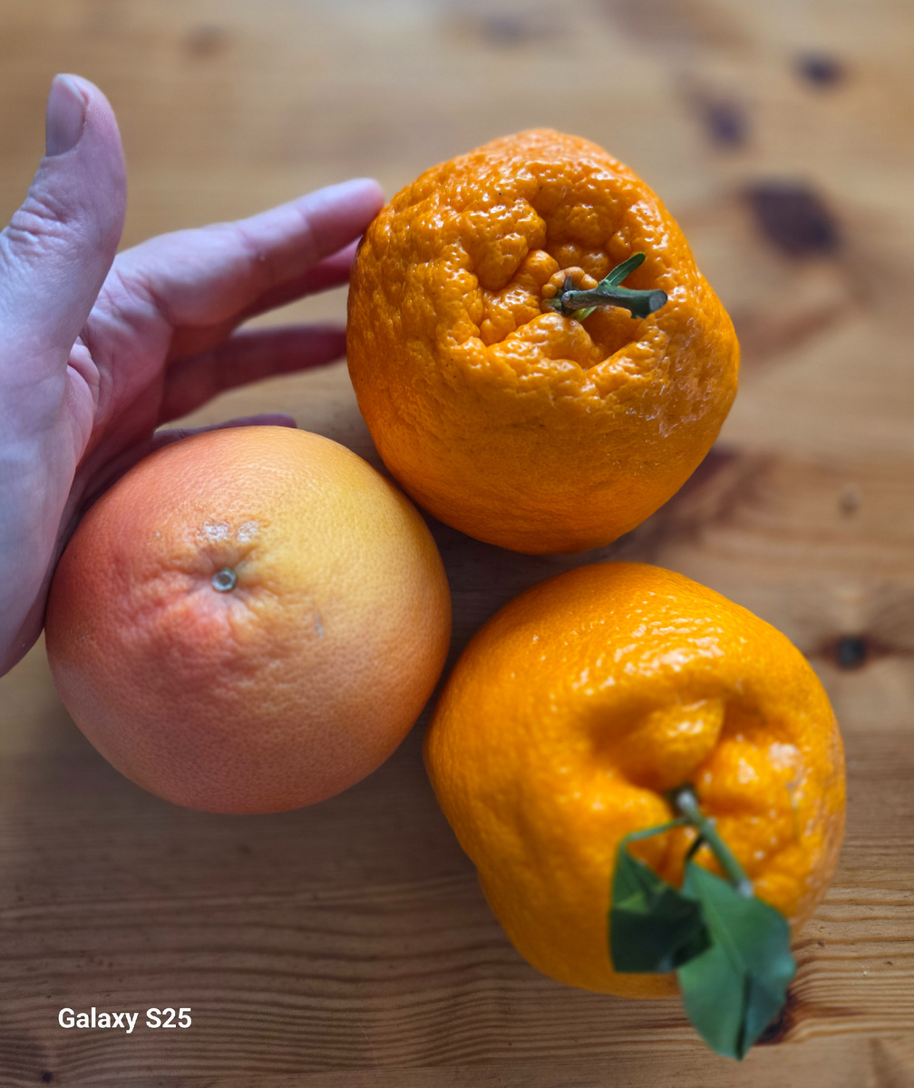 Грейпфрут и монстры - мандарины. Фото: Зеленая леди, сад, семья и томатный сок 