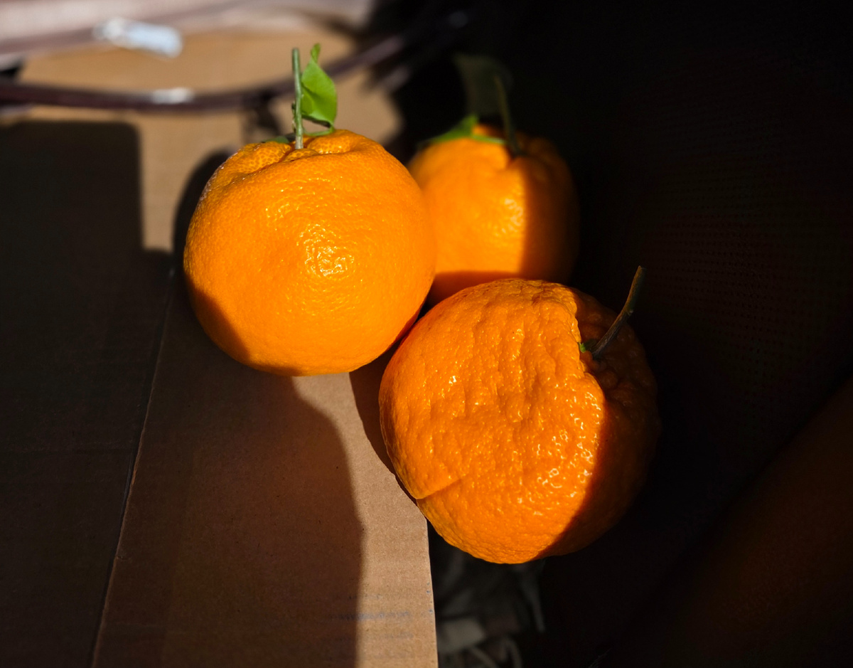 Фото: Зеленая леди, сад, семья и томатный сок 