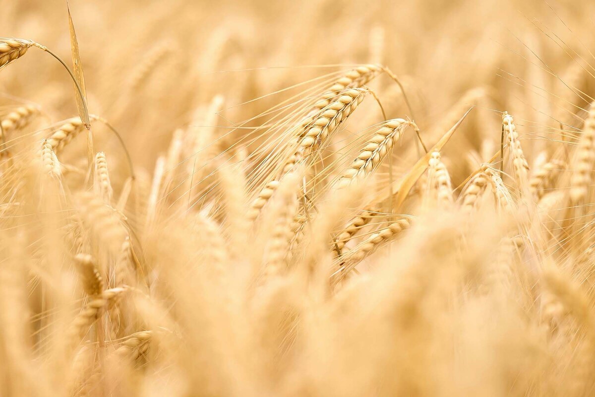  Ячмень. Иллюстративное фото. © Bruno Kelzer, Unsplash.com