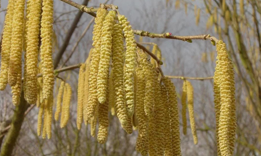 Кучно (летят) цветут, правда?)) 