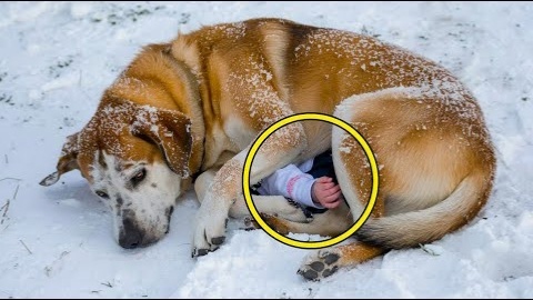 Собака лежала и жалобно скулила, а под ней лежал ребенок, никто не останавился. Остановился только дальнобойщик Иван и помог