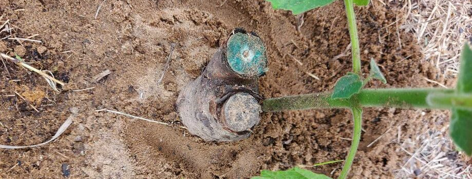 Технический срез Павловнии нужен далеко не всегда! На фото хорошо видно, что срезаны абсолютно живые и здоровые стволы.