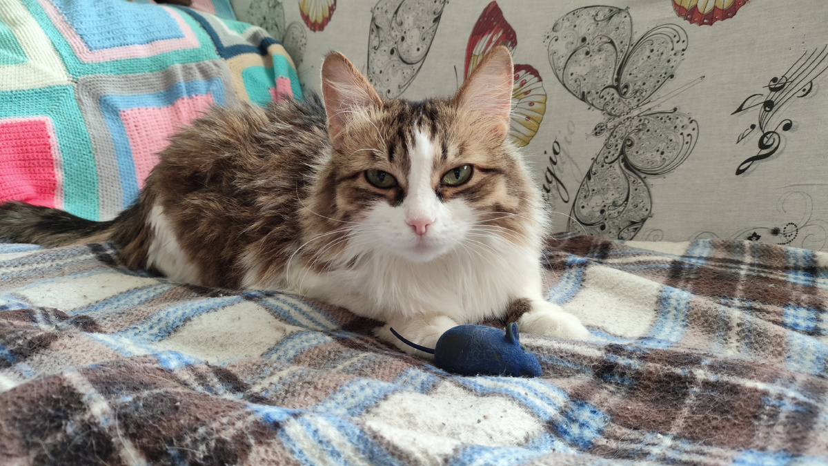 на фото совсем другая мышь, но ту ситуацию я не фотографировала, боялась спугнуть действующих лиц)