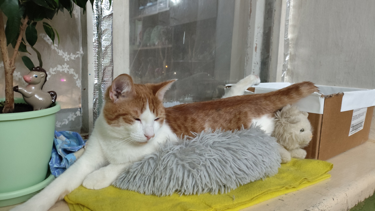 фото автора: джентлькот на отдыхе после удачной охоты)