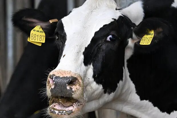    Источник: lenta.ru/ Кира Попова