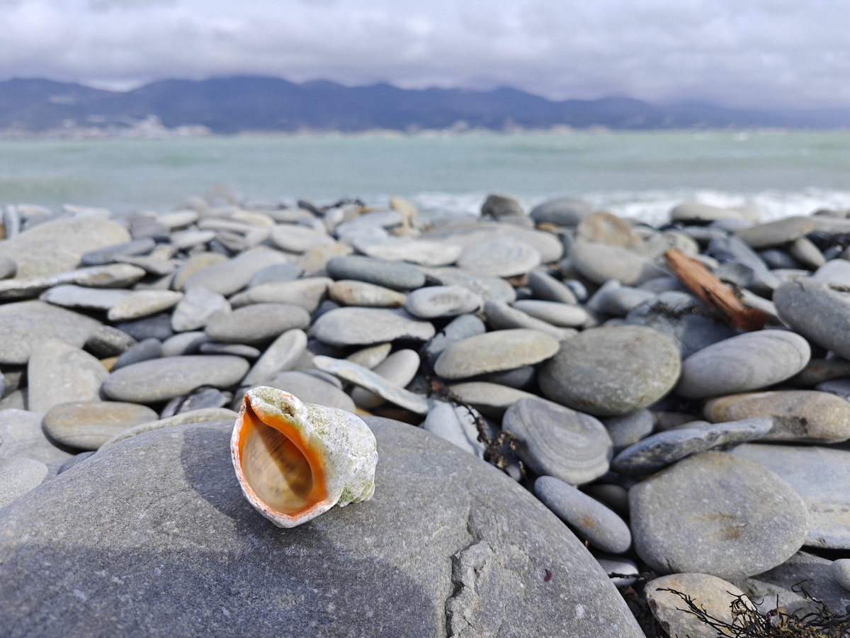 Нужно что-то для обложки, пусть будет ракушечка