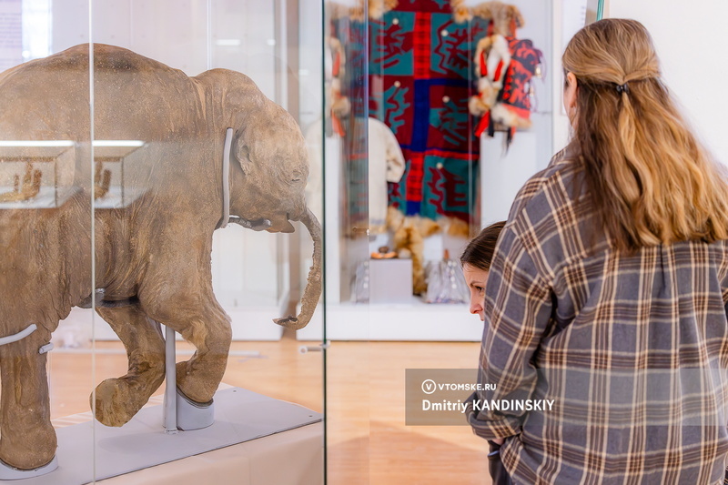 Заглянуть в прошлое: известного на весь мир мамонтенка Любу привезли в Томск. Фото