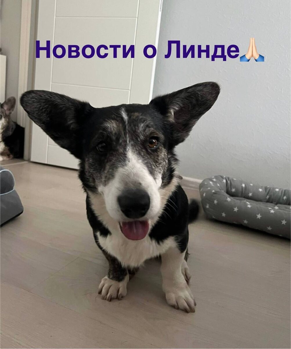 Линда из приюта Домик Мелкашей