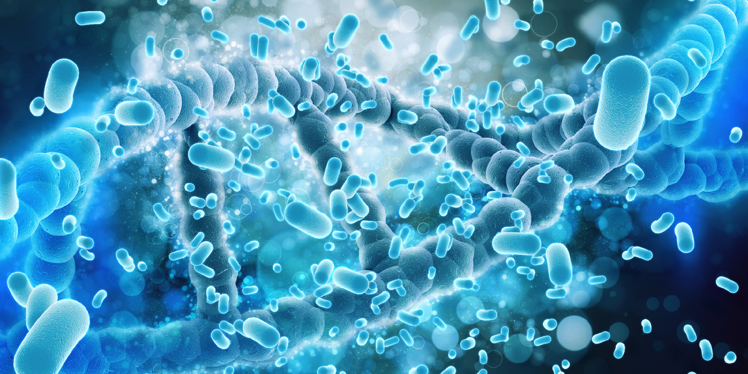 Секрет долголетия скрывается в кишечнике: открытие, которое меняет всё