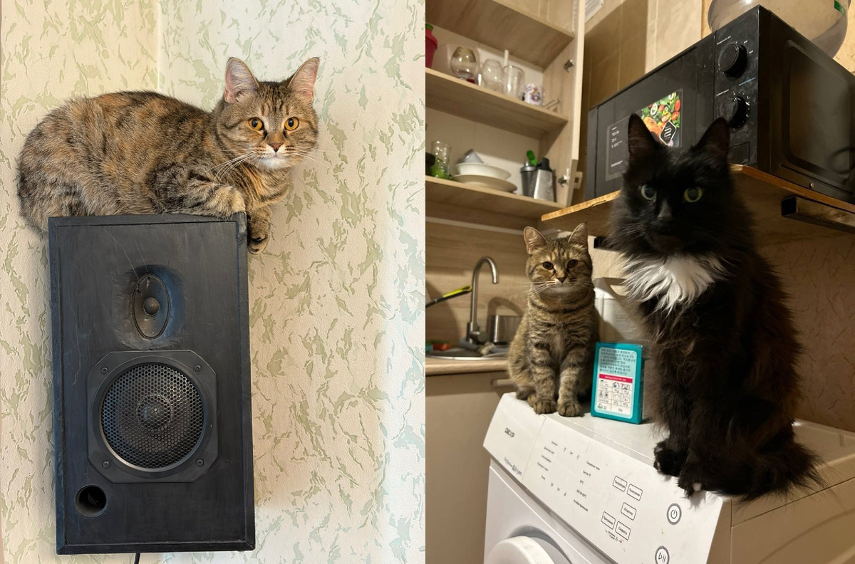 Кошечка Джина подружилась со старым Маркизом. Фото: Николай САЛЬНИКОВ.