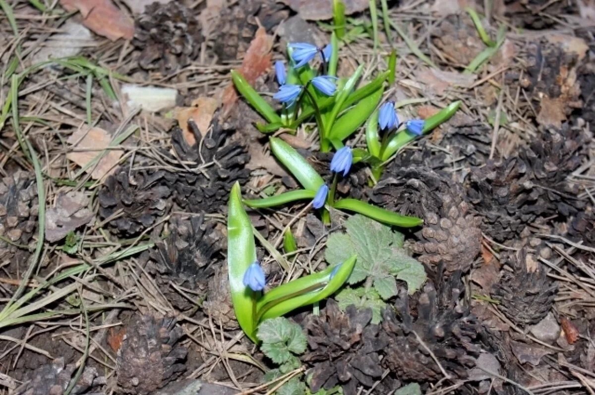    В Туле 20 марта ожидается малооблачная погода и магнитная буря