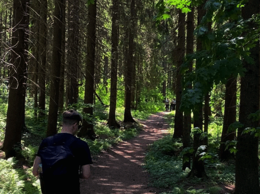    Лес // Фото Ратибора Крупина