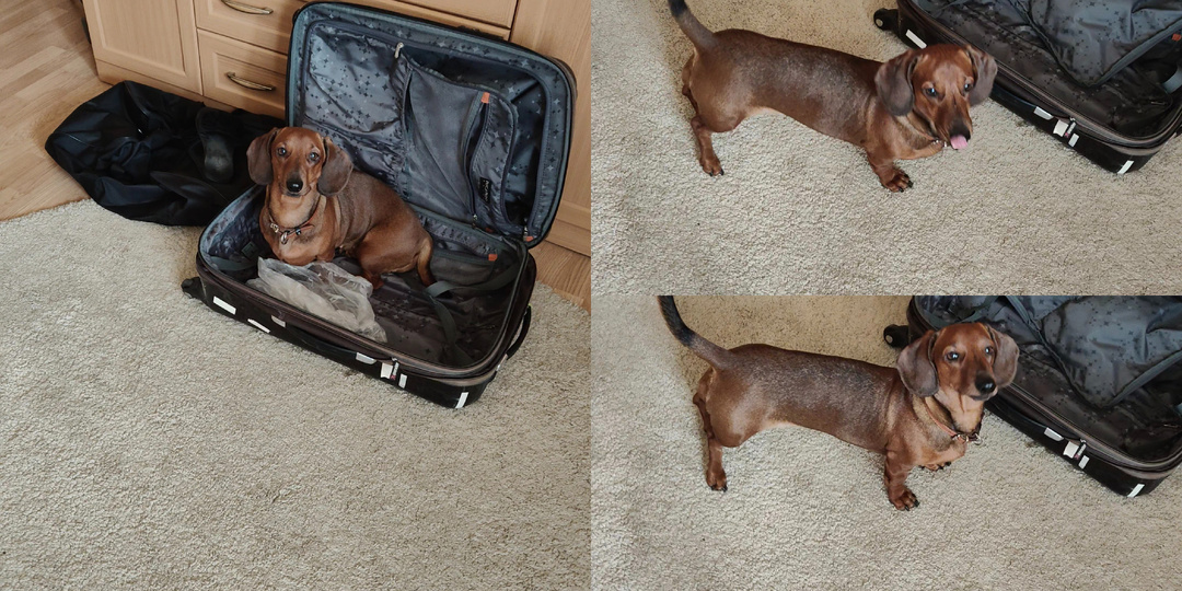 Тревога, расставание и муки ожидания. Собачья история про несправедливость