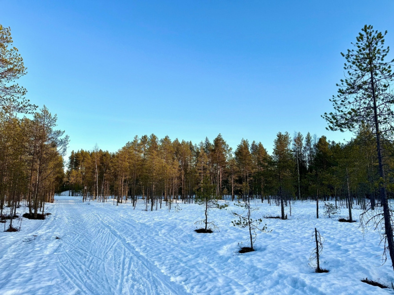    Весна вытесняет лыжников с трассы "Фонтаны" в ПетрозаводскеТрасса Фонтаны Петрозаводск / VK