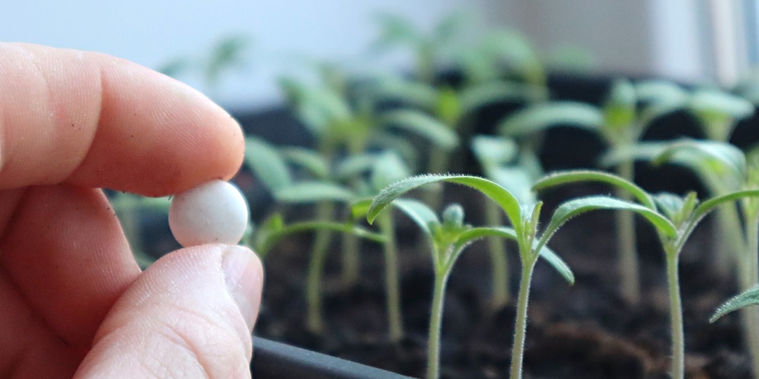 Моя слабая рассада помидоров преобразилась в крепкую всего за два дня после полива. Я была приятно удивлена таким быстрым результатом.