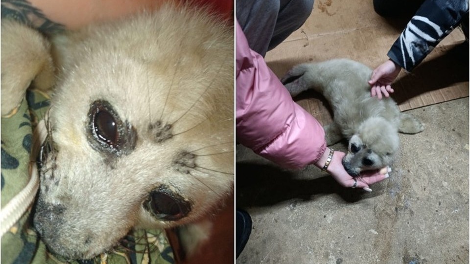 «Над малышом кружили вороны, а мамы нигде не было»: сибиряки спасли нерпенка на Байкале