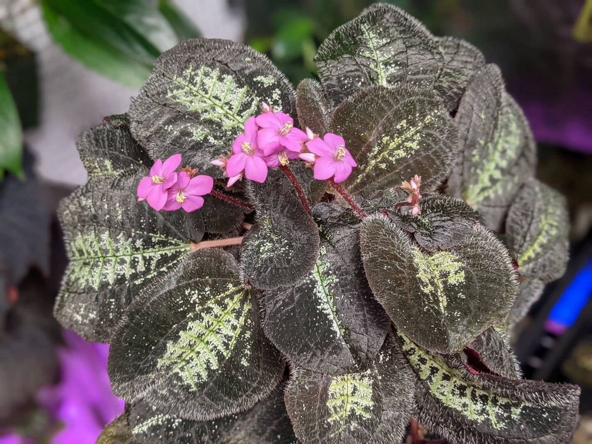 Фотография из интернета