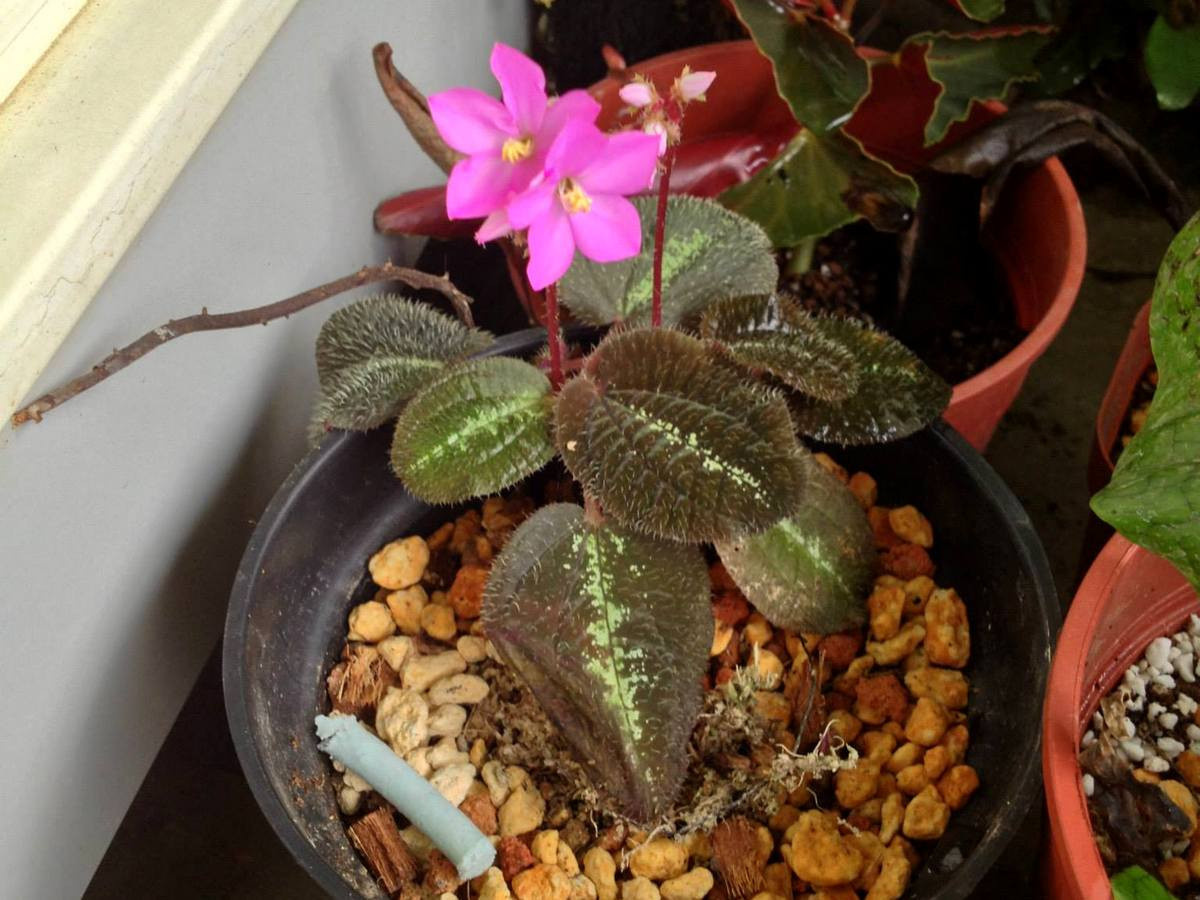 Фотография из интернета