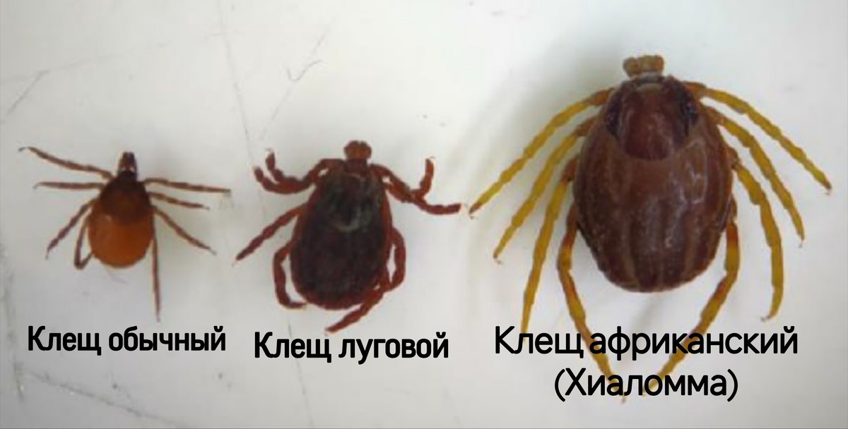 Фото: соцсети