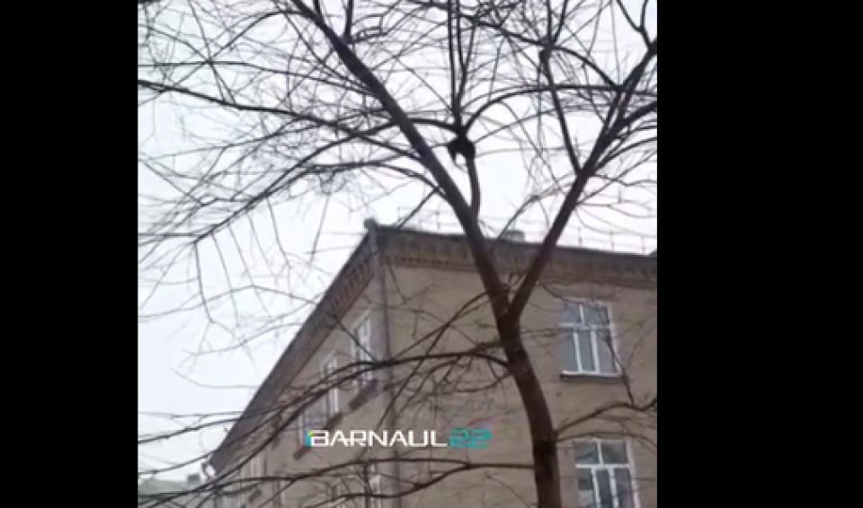    Крыса на дереве в Барнауле. Источник: Barnaul 22