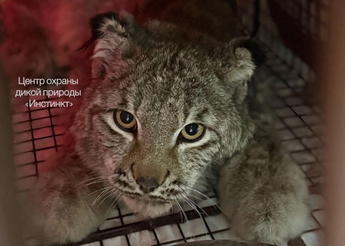    Рысь, пойманная в Мегионе, оказалась сиротой-подростком