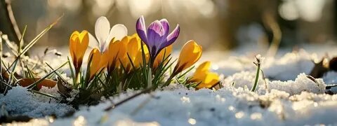 Весеннее солнце — это лучший естественный инструмент биохакинга, который поможет вам значительно улучшить свое состояние, если вы знаете, как им пользоваться