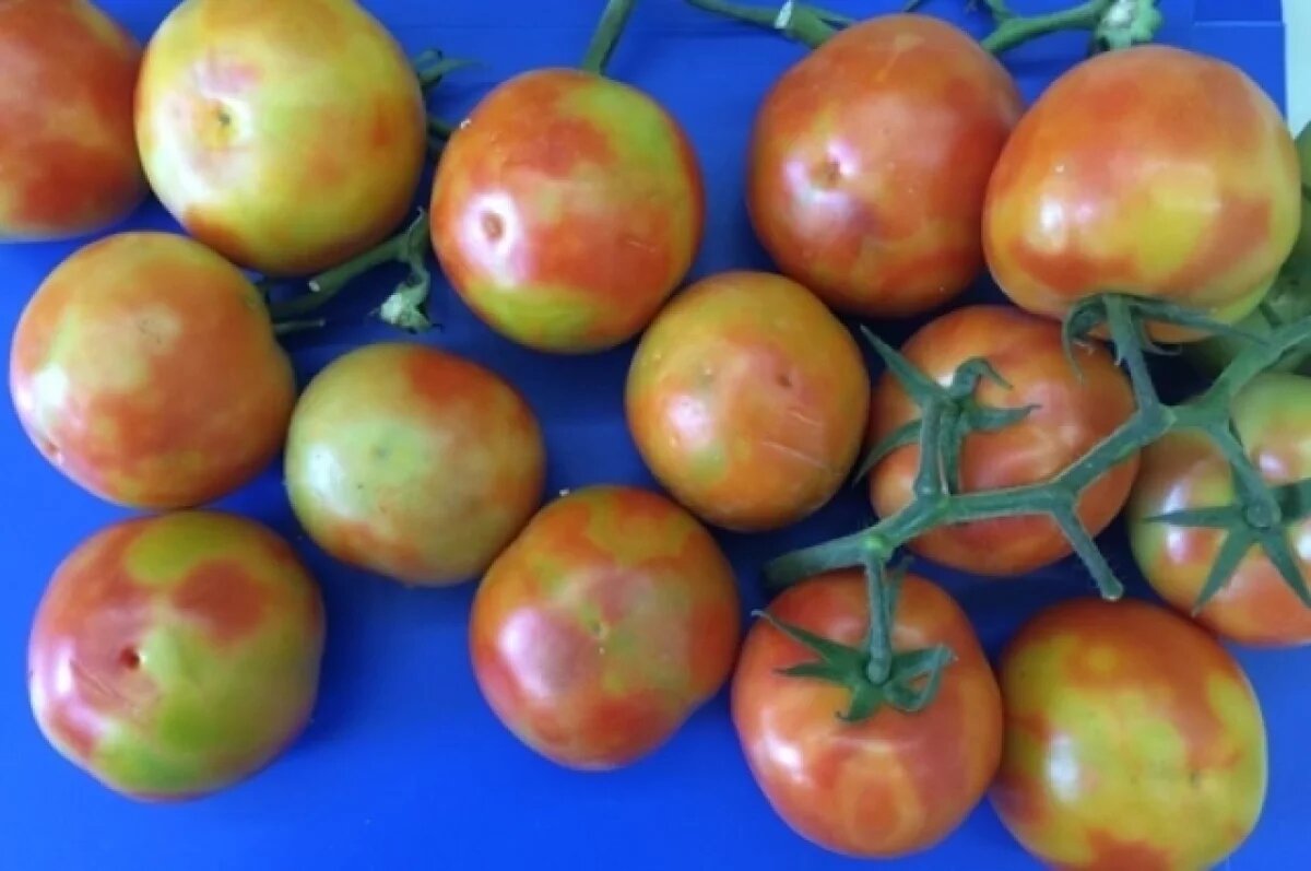    72 тонны зараженных томатов из Туркменистана не пустили в Омскую область