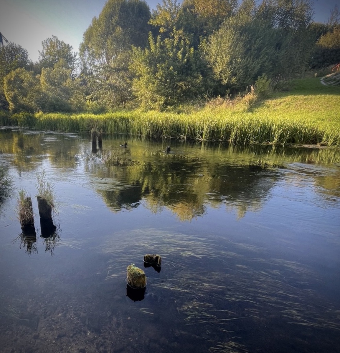 Такие торчащие из воды сгнившие деревянные столбики должны настораживать: значит здесь в старину был мост или полоскала для белья. В любом случае перспективное место для проведения поисковых работ👌