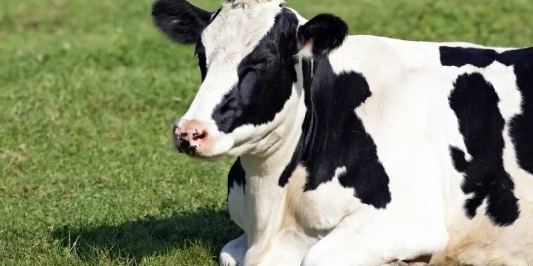 В Новосибирской области продолжается изъятие скота из-за пастереллеза