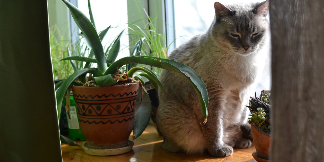 Рассадный караул, или про пионы, мужа и технический прогресс